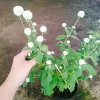 Cây Hoa Cúc Bách Nhật Trắng - Cây Cảnh Trang Trí Sân Vườn, Giá Ưu Đãi 45.000 VND 3