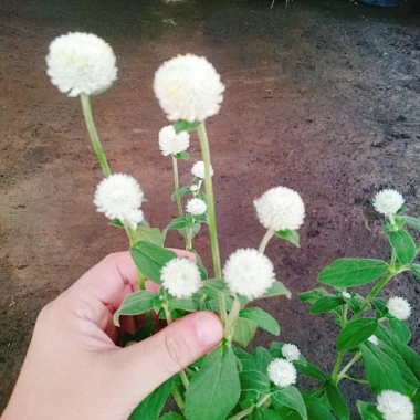 Cây Hoa Cúc Bách Nhật Trắng - Cây Cảnh Trang Trí Sân Vườn, Giá Ưu Đãi 45.000 VND 7