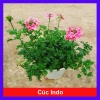 Cây Hoa Cúc Indo - Cây cảnh đẹp, trồng sân vườn, giá 55.000₫ (giá gốc 68.200)