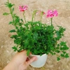 Cây Hoa Cúc Indo - Cây cảnh đẹp, trồng sân vườn, giá 55.000₫ (giá gốc 68.200) 3