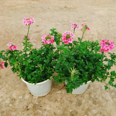 Cây Hoa Cúc Indo - Cây cảnh đẹp, trồng sân vườn, giá 55.000₫ (giá gốc 68.200)