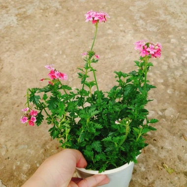 Cây Hoa Cúc Indo - Cây cảnh đẹp, trồng sân vườn, giá 55.000₫ (giá gốc 68.200)