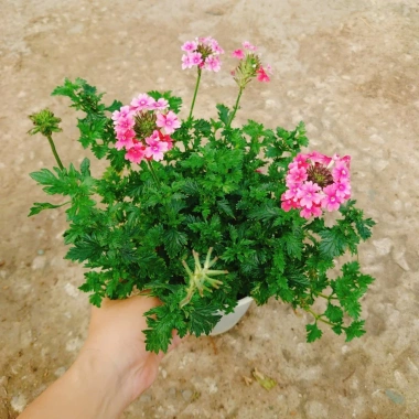 Cây Hoa Cúc Indo - Cây cảnh đẹp, trồng sân vườn, giá 55.000₫ (giá gốc 68.200)