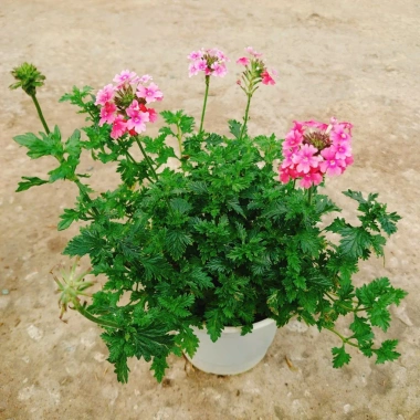 Cây Hoa Cúc Indo - Cây cảnh đẹp, trồng sân vườn, giá 55.000₫ (giá gốc 68.200)