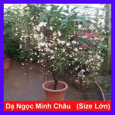 Cây hoa Dạ Ngọc Minh Châu 2 tuổi, cao 60-100cm, chậu phong thủy, giá 120.000 VND