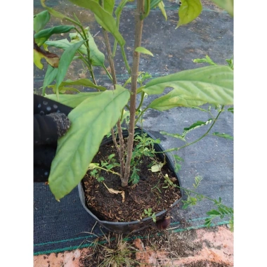 Cây hoa Dạ Ngọc Minh Châu 2 tuổi, cao 60-100cm, chậu phong thủy, giá 120.000 VND 2