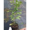 Cây hoa Dạ Ngọc Minh Châu 2 tuổi, cao 60-100cm, chậu phong thủy, giá 120.000 VND 4