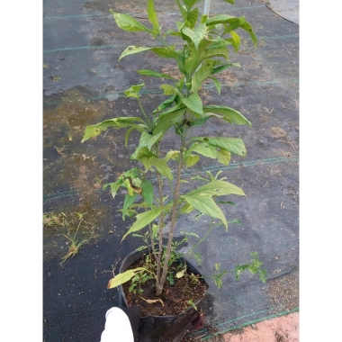 Cây hoa Dạ Ngọc Minh Châu 2 tuổi, cao 60-100cm, chậu phong thủy, giá 120.000 VND 4