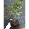 Cây hoa Dạ Ngọc Minh Châu 2 tuổi, cao 60-100cm, chậu phong thủy, giá 120.000 VND 5