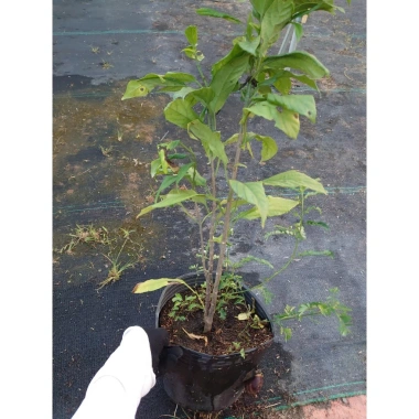 Cây hoa Dạ Ngọc Minh Châu 2 tuổi, cao 60-100cm, chậu phong thủy, giá 120.000 VND 5