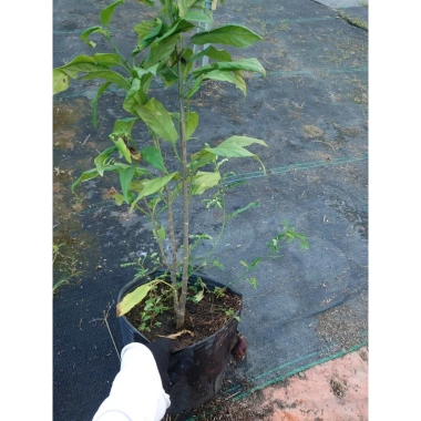 Cây hoa Dạ Ngọc Minh Châu 2 tuổi, cao 60-100cm, chậu phong thủy, giá 120.000 VND 6