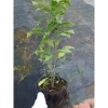 Cây hoa Dạ Ngọc Minh Châu 2 tuổi, cao 60-100cm, chậu phong thủy, giá 120.000 VND 7