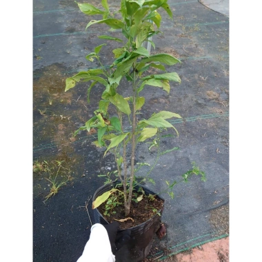 Cây hoa Dạ Ngọc Minh Châu 2 tuổi, cao 60-100cm, chậu phong thủy, giá 120.000 VND 7