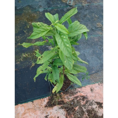 Cây hoa Dạ Ngọc Minh Châu 2 tuổi, cao 60-100cm, chậu phong thủy, giá 120.000 VND 8