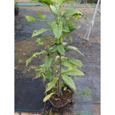 Cây hoa Dạ Ngọc Minh Châu 2 tuổi, cao 60-100cm, chậu phong thủy, giá 120.000 VND 9