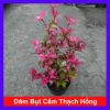 Cây Hoa Dâm Bụt Cẩm Thạch (Hoa Lồng Đèn) - Giá 65.000₫, giảm từ 79.950₫