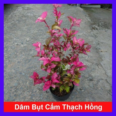 Cây Hoa Dâm Bụt Cẩm Thạch (Hoa Lồng Đèn) - Giá 65.000₫, giảm từ 79.950₫