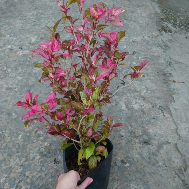 Cây Hoa Dâm Bụt Cẩm Thạch (Hoa Lồng Đèn) - Giá 65.000₫, giảm từ 79.950₫