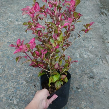 Cây Hoa Dâm Bụt Cẩm Thạch (Hoa Lồng Đèn) - Giá 65.000₫, giảm từ 79.950₫