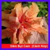 Cây Hoa Dâm Bụt cánh kép màu Cam - Cây cảnh trong nhà, giá chỉ 55.000₫