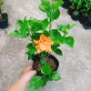 Cây Hoa Dâm Bụt cánh kép màu Cam - Cây cảnh trong nhà, giá chỉ 55.000₫ 2