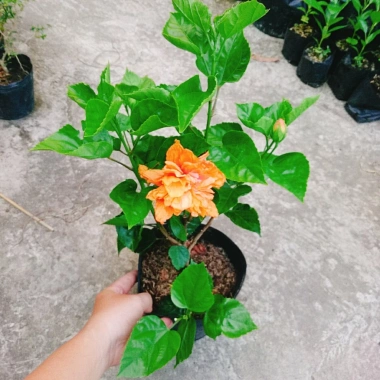 Cây Hoa Dâm Bụt cánh kép màu Cam - Cây cảnh trong nhà, giá chỉ 55.000₫ 2