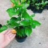 Cây Hoa Dâm Bụt cánh kép màu Cam - Cây cảnh trong nhà, giá chỉ 55.000₫ 3