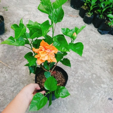 Cây Hoa Dâm Bụt cánh kép màu Cam - Cây cảnh trong nhà, giá chỉ 55.000₫ 4