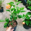 Cây Hoa Dâm Bụt cánh kép màu Cam - Cây cảnh trong nhà, giá chỉ 55.000₫ 5