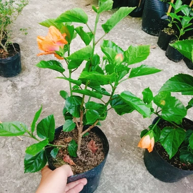 Cây Hoa Dâm Bụt cánh kép màu Cam - Cây cảnh trong nhà, giá chỉ 55.000₫ 5