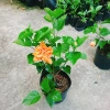 Cây Hoa Dâm Bụt cánh kép màu Cam - Cây cảnh trong nhà, giá chỉ 55.000₫ 6