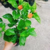 Cây Hoa Dâm Bụt cánh kép màu Cam - Cây cảnh trong nhà, giá chỉ 55.000₫ 7
