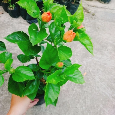 Cây Hoa Dâm Bụt cánh kép màu Cam - Cây cảnh trong nhà, giá chỉ 55.000₫ 7