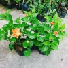 Cây Hoa Dâm Bụt cánh kép màu Cam - Cây cảnh trong nhà, giá chỉ 55.000₫ 8