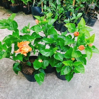 Cây Hoa Dâm Bụt cánh kép màu Cam - Cây cảnh trong nhà, giá chỉ 55.000₫ 8