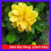 Cây Hoa Dâm Bụt Cánh Kép Màu Vàng - Cây Cảnh Trong Nhà, Giá Ưu Đãi 55.000 VND