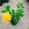 Cây Hoa Dâm Bụt Cánh Kép Màu Vàng - Cây Cảnh Trong Nhà, Giá Ưu Đãi 55.000 VND 2