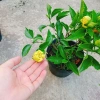 Cây Hoa Dâm Bụt Cánh Kép Màu Vàng - Cây Cảnh Trong Nhà, Giá Ưu Đãi 55.000 VND 3