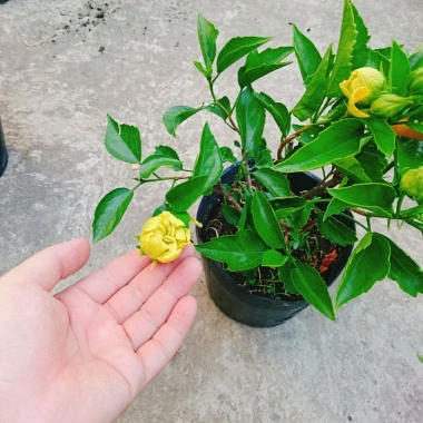 Cây Hoa Dâm Bụt Cánh Kép Màu Vàng - Cây Cảnh Trong Nhà, Giá Ưu Đãi 55.000 VND