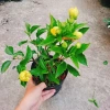 Cây Hoa Dâm Bụt Cánh Kép Màu Vàng - Cây Cảnh Trong Nhà, Giá Ưu Đãi 55.000 VND 4