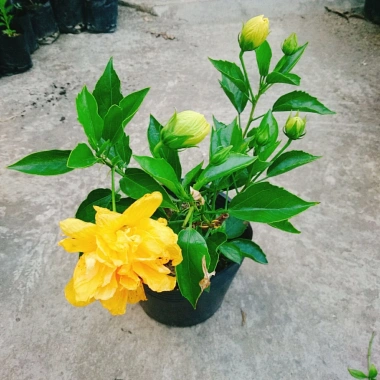 Cây Hoa Dâm Bụt Cánh Kép Màu Vàng - Cây Cảnh Trong Nhà, Giá Ưu Đãi 55.000 VND