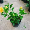 Cây Hoa Dâm Bụt Cánh Kép Màu Vàng - Cây Cảnh Trong Nhà, Giá Ưu Đãi 55.000 VND 6