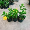 Cây Hoa Dâm Bụt Cánh Kép Màu Vàng - Cây Cảnh Trong Nhà, Giá Ưu Đãi 55.000 VND 7