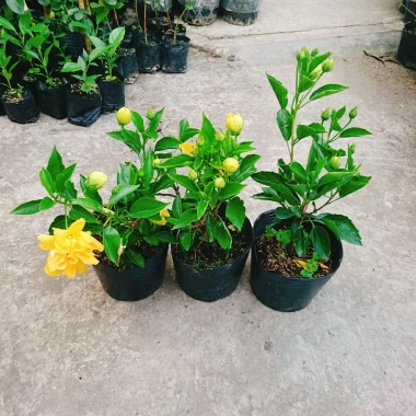 Cây Hoa Dâm Bụt Cánh Kép Màu Vàng - Cây Cảnh Trong Nhà, Giá Ưu Đãi 55.000 VND