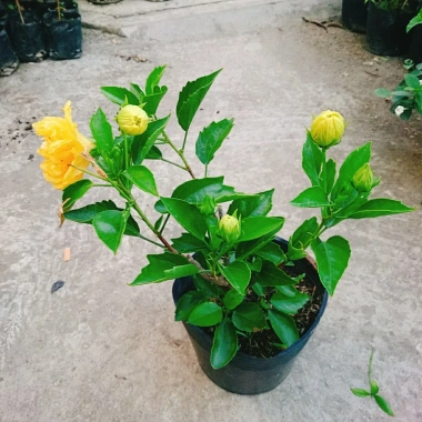 Cây Hoa Dâm Bụt Cánh Kép Màu Vàng - Cây Cảnh Trong Nhà, Giá Ưu Đãi 55.000 VND