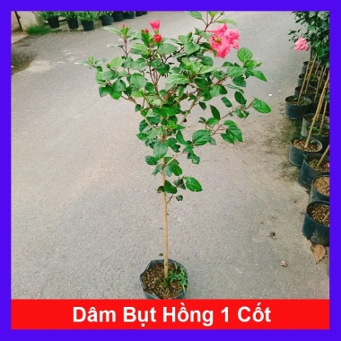 Cây Hoa Dâm Bụt Hồng Cánh Kép Size Lớn 120cm 2 năm tuổi, giá ưu đãi 150.000₫