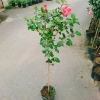Cây Hoa Dâm Bụt Hồng Cánh Kép Size Lớn 120cm 2 năm tuổi, giá ưu đãi 150.000₫ 2