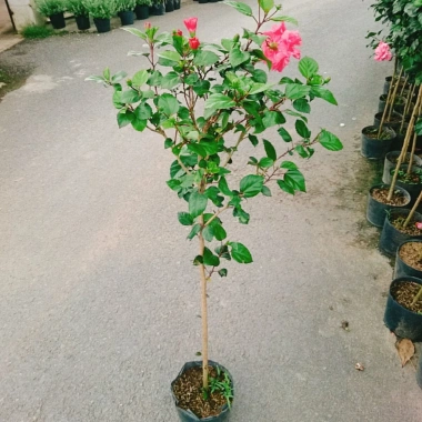 Cây Hoa Dâm Bụt Hồng Cánh Kép Size Lớn 120cm 2 năm tuổi, giá ưu đãi 150.000₫