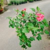 Cây Hoa Dâm Bụt Hồng Cánh Kép Size Lớn 120cm 2 năm tuổi, giá ưu đãi 150.000₫ 3