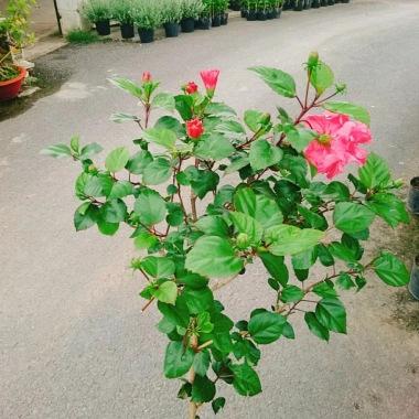 Cây Hoa Dâm Bụt Hồng Cánh Kép Size Lớn 120cm 2 năm tuổi, giá ưu đãi 150.000₫ 3 Cây Hoa Dâm Bụt Hồng Cánh Kép Size Lớn 120cm 2 năm tuổi, giá ưu đãi 150.000₫ 3